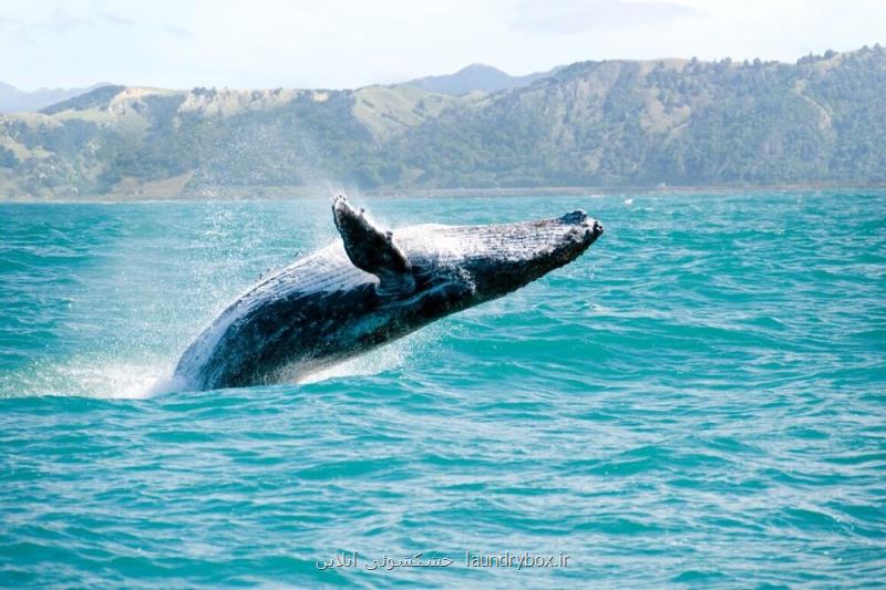 نجات نهنگ ها بیشتر از كاشت درخت برای مقابله با تغییر اقلیم مفیدست