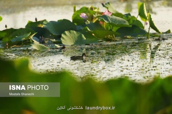 احتمال بارش پراكنده در بعضی از استانها شمالی