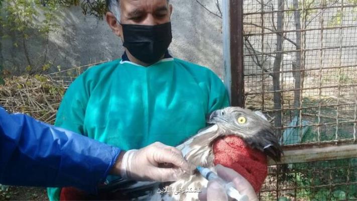 پرندگان مرکز بازپروری پردیسان واکسینه شدند