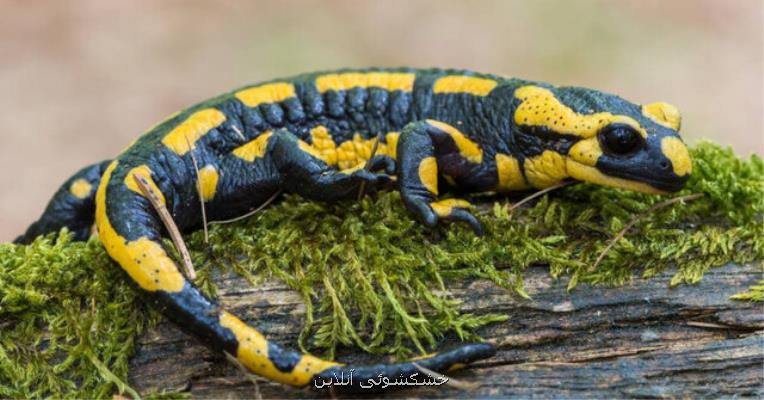 سمندر لرستانی در وضعیت بحرانی قرار دارد