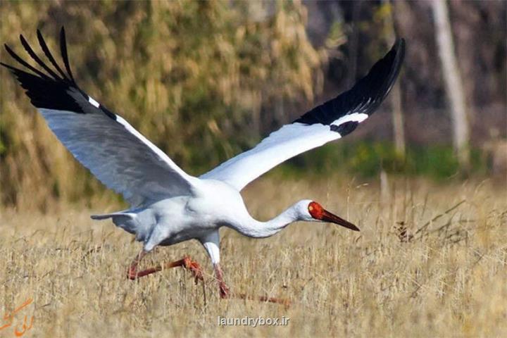 هم قدم شدن امید و رویا کنار یکدیگر، عکس