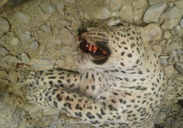 لاشه یک قلاده پلنگ در جنگل سه هزار تنکابن