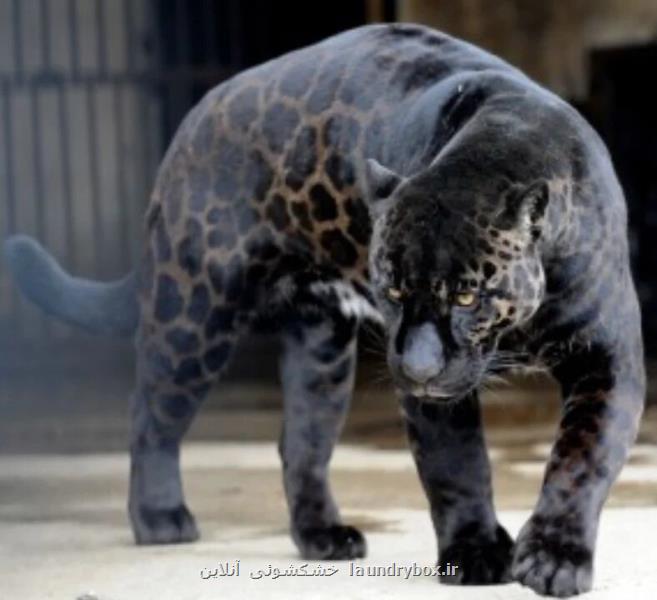 جگلاین تولید مثل هیبریدی موجب خلق زیبایی شد!