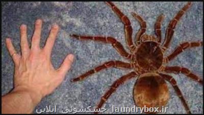 هیولای غول پیکر جنگل های آمازون، عکس