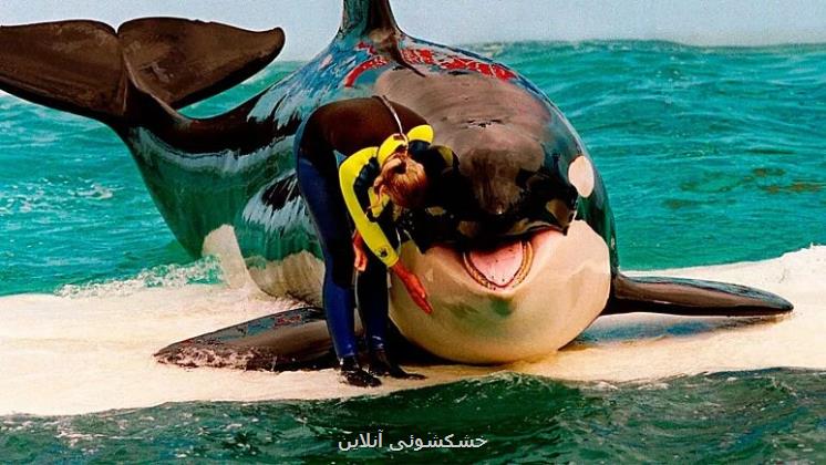مرگ پس از ۵۷ سال اسارت نهنگ غول پیکر هیچگاه به اقیانوس نرسید