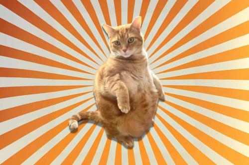 آیا گربه های نارنجی واقعا احمق تر از سایر گربه ها هستند؟
