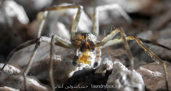 عنکبوت های نر لاغر برای جلب توجه جنس مخالف، کارهای جالبی انجام می دهند