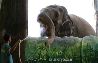 عکس l مرگ غمگین ترین فیل دنیا داستان تلخ زندگی مالی!