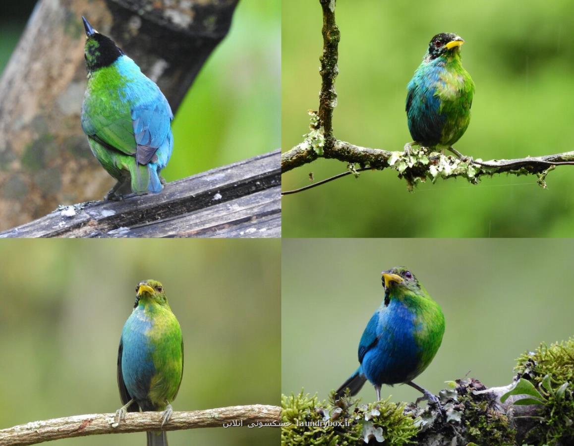 این موجود عجیب نیمی ماده و نیمی نر است!