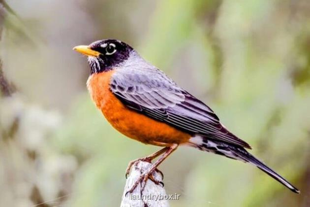 یک خبر غم انگیز خداحافظی گونه های جانوری از شهرها