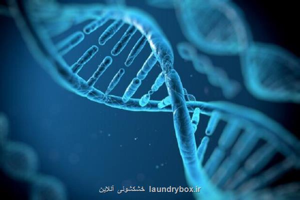 برخی ژن های نادر احتمال چاقی را ۶ برابر می افزایند