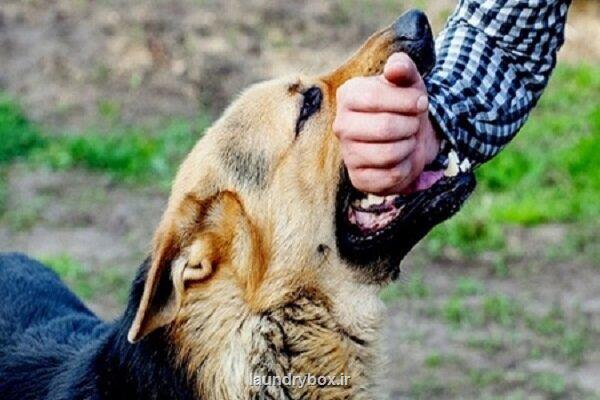 مردم از سگ های ولگرد دوری کنند