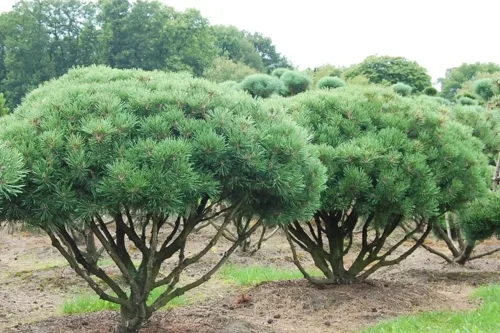 چگونه سوسک پوستخوار مدیترانه ای را مدیریت کنیم؟