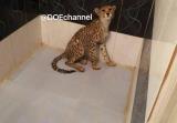 واكنش فرمانده یگان حفاظت محیط زیست به شائبه های مطرح شده درباره كشف یوزپلنگ در پایتخت