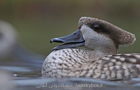 مرمر خاطرخواه زیاد دارد