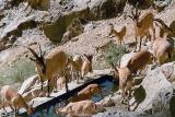 تأمین آب حیات وحش منطقه حفاظت شده میاندشت با تانكر آبرسانی