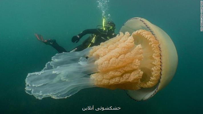 مشاهده عروس دریایی غول پیكر در آب های ساحلی انگلیس، 25 كیلوگرم وزن دارد!
