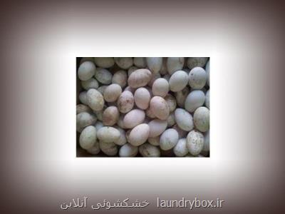 فروشگاه تخم مرغ خوراكی در استان آذربایجان غربی