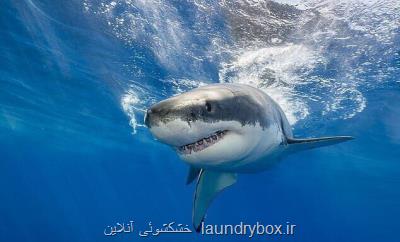 تاثیر تغییرات اقلیمی بر مغز كوسه ها!