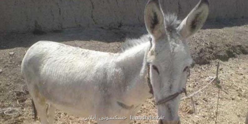 حیوان آزار بهشهری همچنان متواری است