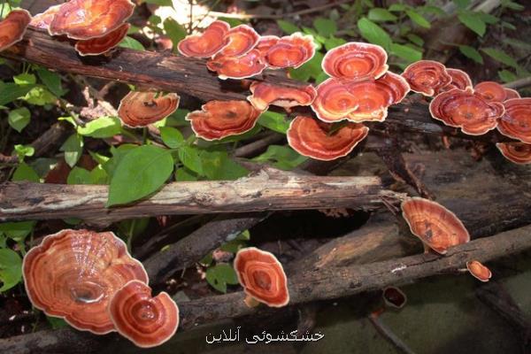 تجویز دارویی و درمانی قارچ گانودرما مورد تایید نیست