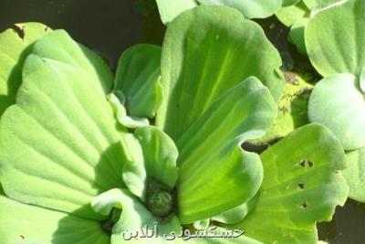 تهدید منابع آبی گیلان با مشاهده یك گونه مهاجم بنام كاهوی آبی