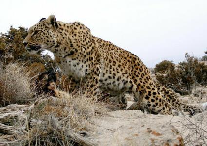 پلنگ، دو كارگر معادن سنگ آهن سنگان خواف را زخمی كرد