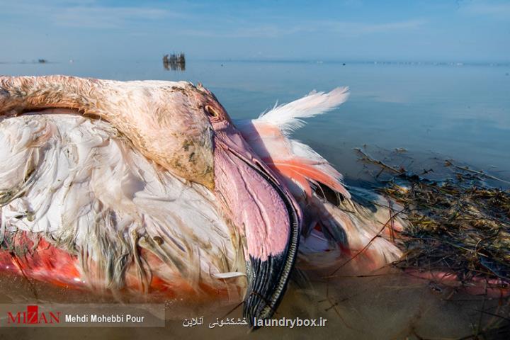 واكنش سازمان محیط زیست به كشتار وسیع پرندگان در میانكاله