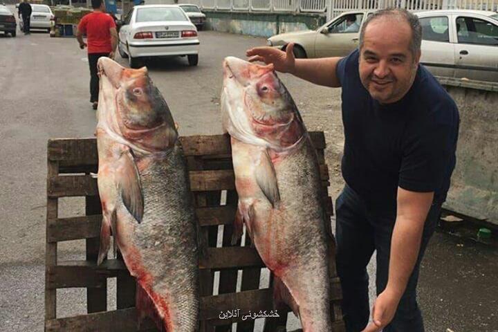ببینید ماهی های چهل كیلویی صید شده از سفیدرود در گیلان