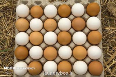 دلیلهای گرانی تخم مرغ در بازار